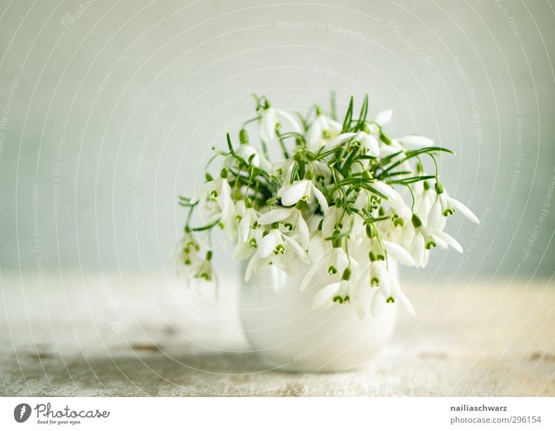 Still life with snowdrops Spring Flower Snowdrop Vase Bouquet Fragrance Happiness Fresh Natural Positive Beautiful Green White Spring fever Romance Elegant