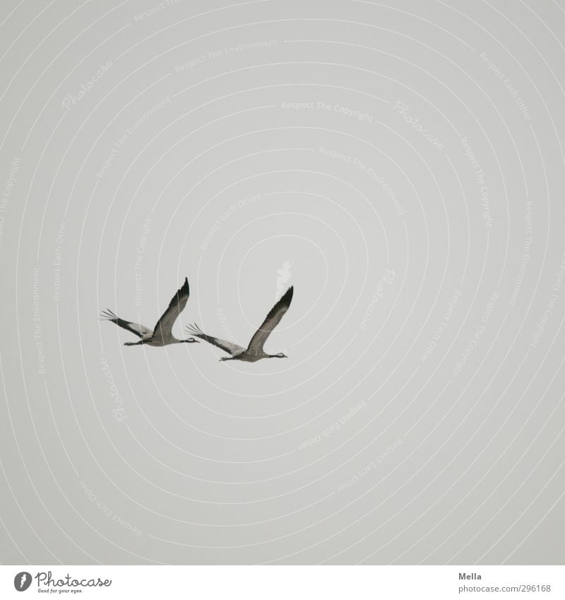 routes Environment Nature Animal Air Sky Wild animal Bird Crane 2 Pair of animals Flying Free Together Natural Gray Loyalty Movement Freedom Equal Synchronous