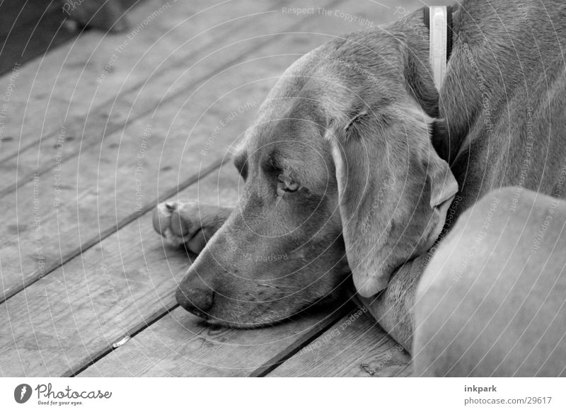 siesta Dog Neckband Joist Fatigue sleepy Floor covering Dog collar