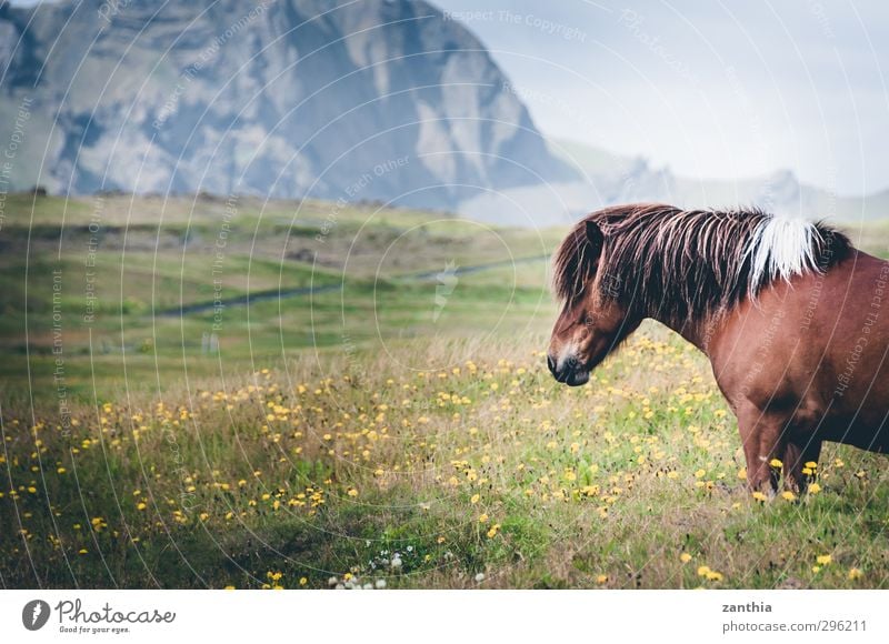 Iceland Horse 1 Animal Stand Happy Love of animals Calm Wanderlust Contentment Movement Relaxation Expectation Vacation & Travel Freedom Leisure and hobbies