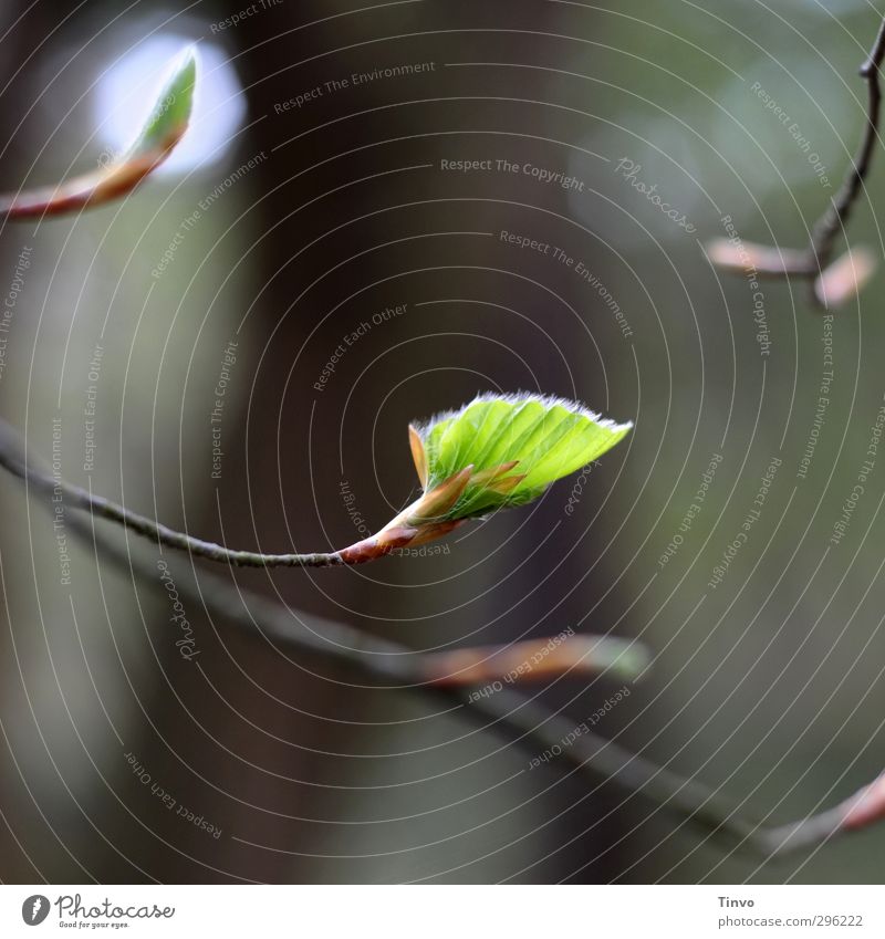 freshly blossoming beech leaf Nature Plant Spring Beautiful weather Leaf Blossoming Fresh Brown Green Black Beginning Twig Colour photo Exterior shot Close-up