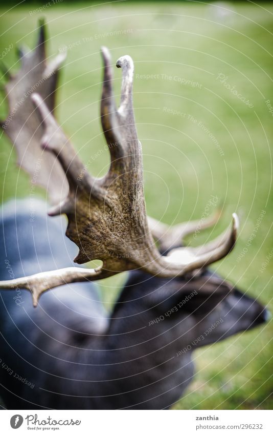 antlered Animal Deer 1 Aggression Threat Power Nature Environment Germany Antlers Park Colour photo Subdued colour Close-up Deserted Day Shallow depth of field