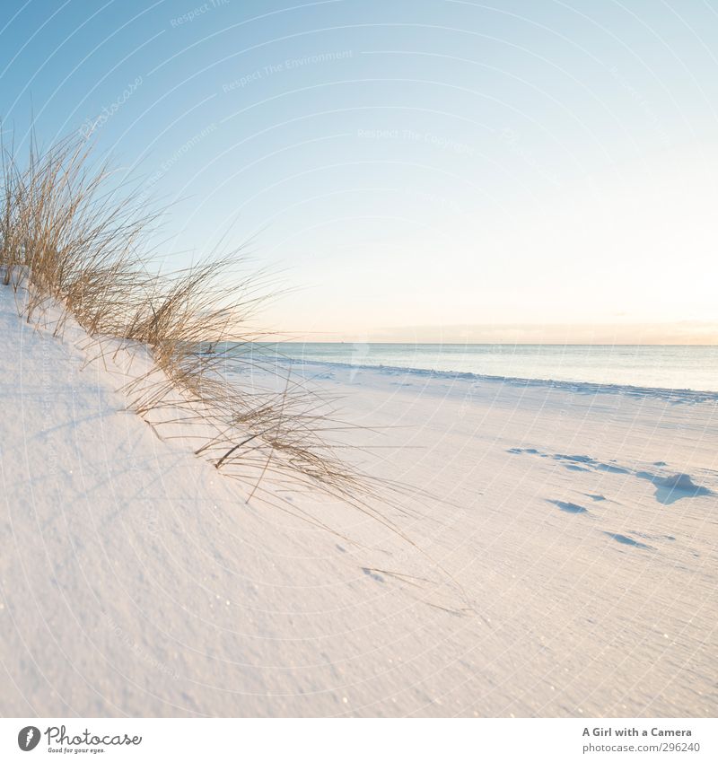 pure Nature Landscape Plant Sand Winter Beautiful weather Snow Beach Baltic Sea Ocean Zingst Darss Western Beach Bright Soft Smooth Subdued colour Exterior shot