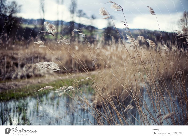 grasses Environment Nature Landscape Autumn Wind Grass Natural Soft Common Reed Colour photo Exterior shot Deserted Day Shallow depth of field