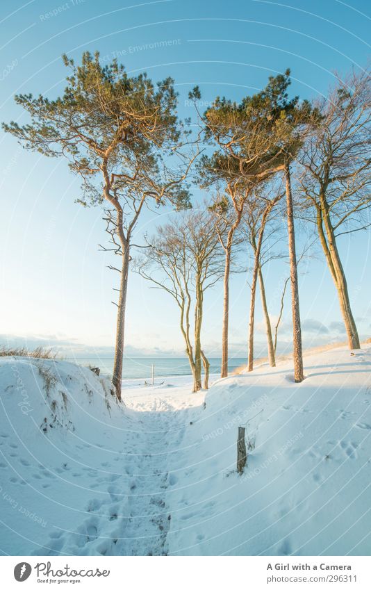 The Stars of Weststrand Environment Nature Landscape Plant Winter Beautiful weather Snow Tree Coast Baltic Sea Western Beach Zingst Darss Thin Elegant Tall
