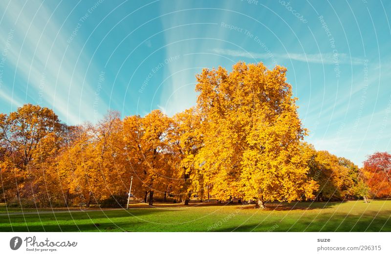 color space Environment Nature Landscape Plant Sky Autumn Climate Weather Beautiful weather Tree Park Meadow Esthetic Fantastic Blue Yellow Gold Green Autumnal