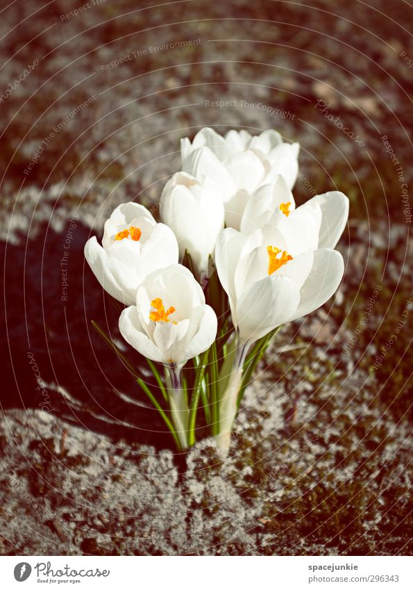 crocus Environment Nature Plant Earth Flower Blossom Garden Park Natural Yellow Black White Spring fever Beautiful Shadow Shadow play Colour photo Exterior shot