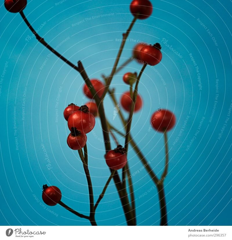 Red Berries Plant Bushes Calm Berry seed head Blue Branch Colour photo Exterior shot Close-up Deserted Day Contrast Shallow depth of field Central perspective