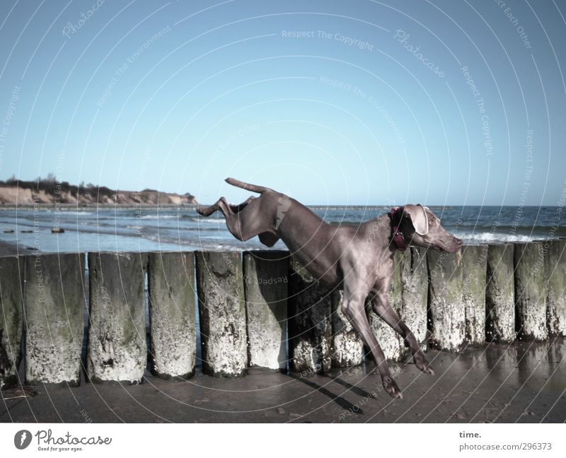 Strandspocht - Dog jumps over a groyne at the sunny Baltic Sea beach near Boltenhagen Sky Spring coast Break water Animal Pet 1 Jump Elegant Athletic
