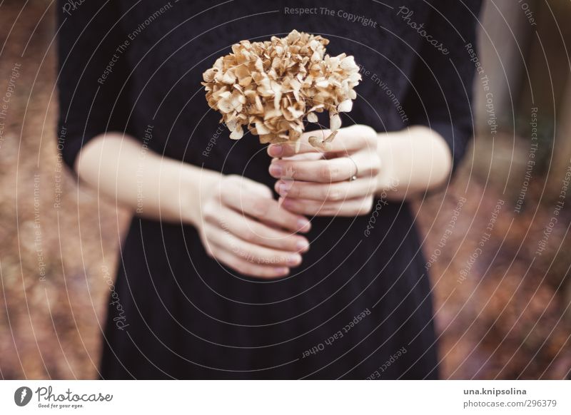 en deuil Elegant Feminine Woman Adults 1 Human being Blossom Dress Ring To hold on Dream Sadness To dry up Beautiful Soft Emotions Grief Woodground Hydrangea