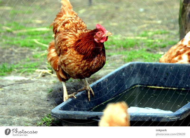 Chicken looks stupid Farm Barn fowl Rooster Transport Watering Hole water