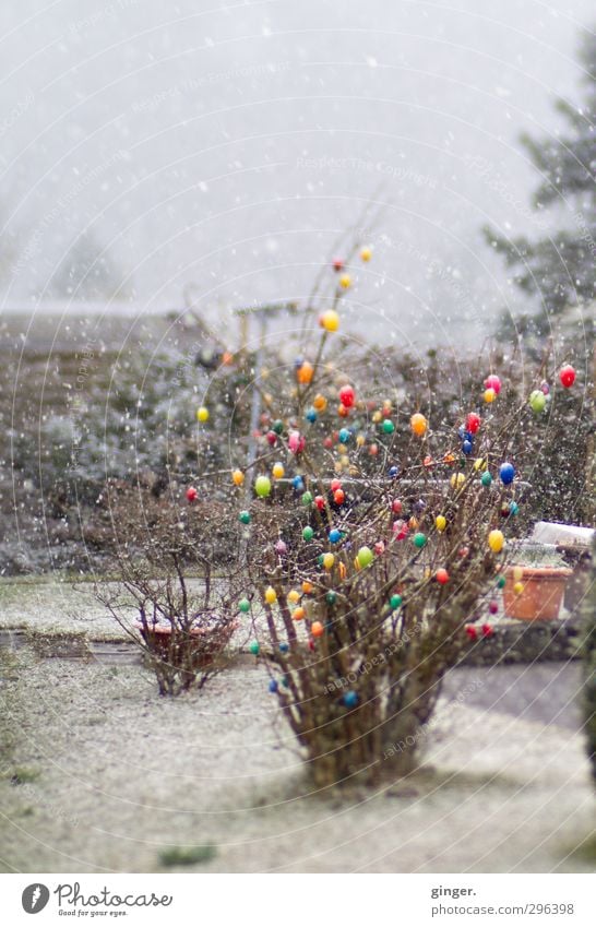 When Easter and Christmas fell on one day. Environment Nature Plant Spring Winter Climate Weather Bad weather Snow Snowfall Bushes Garden Freeze