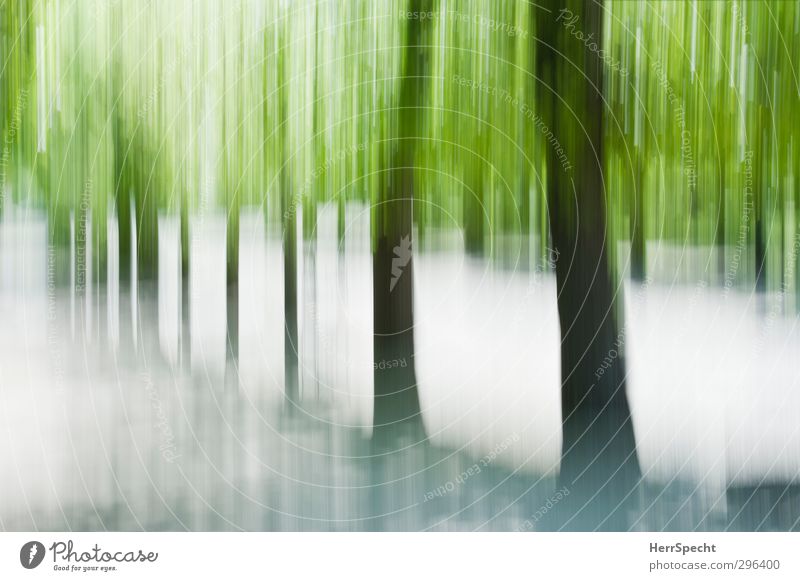 Spring (joy jump) Summer Beautiful weather Tree Foliage plant Park Forest Esthetic Exceptional Brown Gray Green Avenue Tree trunk Motion blur Vertical