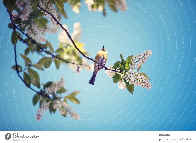 blue tit Garden Nature Spring Tree Twigs and branches Animal Wild animal Bird Tit mouse 1 Observe Relaxation To hold on To enjoy Sit Wait Free Small Natural