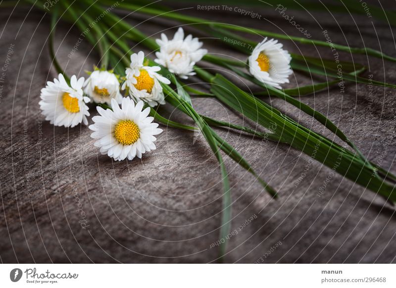 Daisy plucked Mother's Day Nature Spring Flower Grass Blossom Spring flower Bouquet Wood Blossoming Lie Natural Spring fever Colour photo Deserted