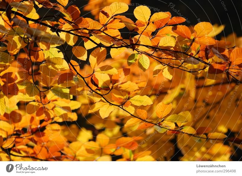 Yellow does you good! Nature Plant Autumn Beautiful weather Leaf Forest Illuminate Happiness Bright Warmth Orange Black Moody Warm-heartedness Life Variable