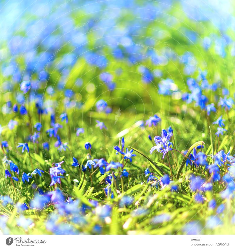 fresh start Nature Plant Spring Beautiful weather Flower Meadow Fresh Bright Blue Green Colour photo Multicoloured Exterior shot Close-up Deserted Day