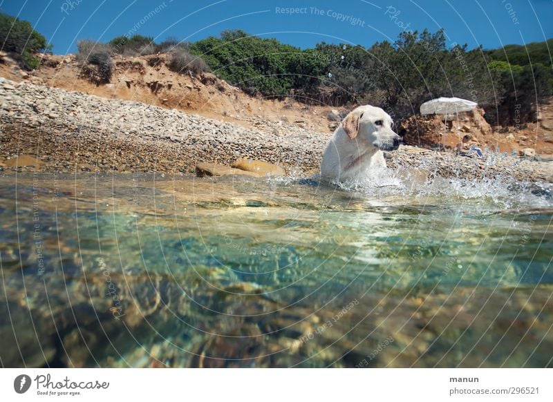 water rat Vacation & Travel Summer Summer vacation Sun Sunbathing Beach Ocean Aquatics Boy (child) 1 Human being Water Warmth Coast Bay Pet Dog Labrador Animal