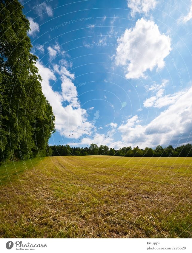 on the sunny side of life Environment Nature Landscape Plant Sky Clouds Horizon Sun Sunlight Spring Summer Beautiful weather Warmth Tree Field Forest Flying