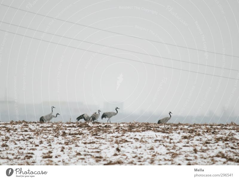 civilization Environment Nature Landscape Animal Earth Sky Winter Fog Snow Field House (Residential Structure) High-rise Wild animal Bird Crane Group of animals
