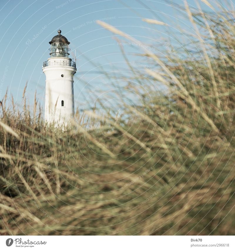 Lighthouse of Hirtshals, North Jutland Vacation & Travel Far-off places Summer vacation Cloudless sky Beautiful weather Grass Wild plant Marram grass Coast