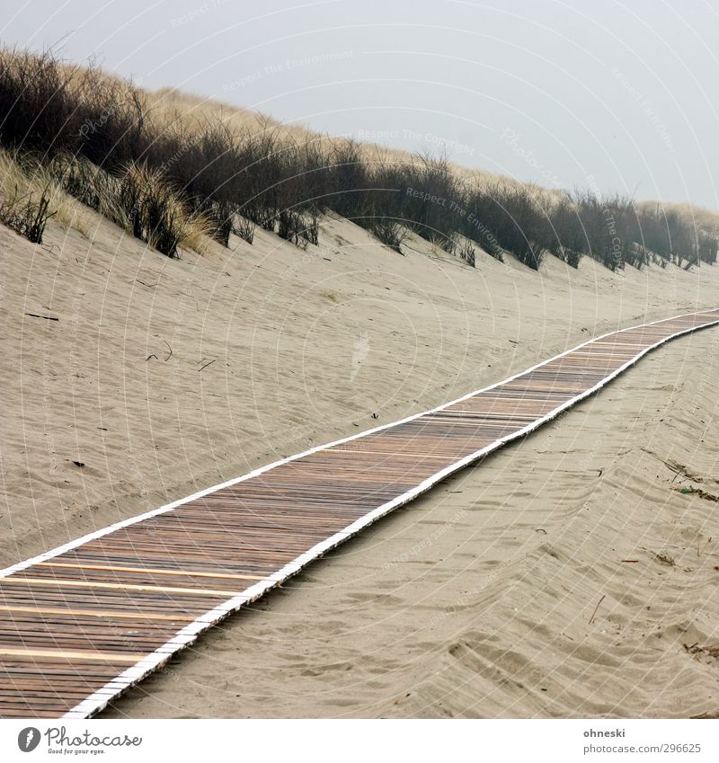 Paths and paths Beach Island Sand Bad weather North Sea Dune Marram grass Beach dune Langeoog Lanes & trails Woodway Loneliness Colour photo Subdued colour