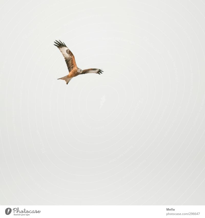 Top Environment Nature Animal Air Sky only Wild animal Bird Kite Red kite 1 Flying Hunting Free Natural Above Gray Esthetic Movement Freedom Search Tall