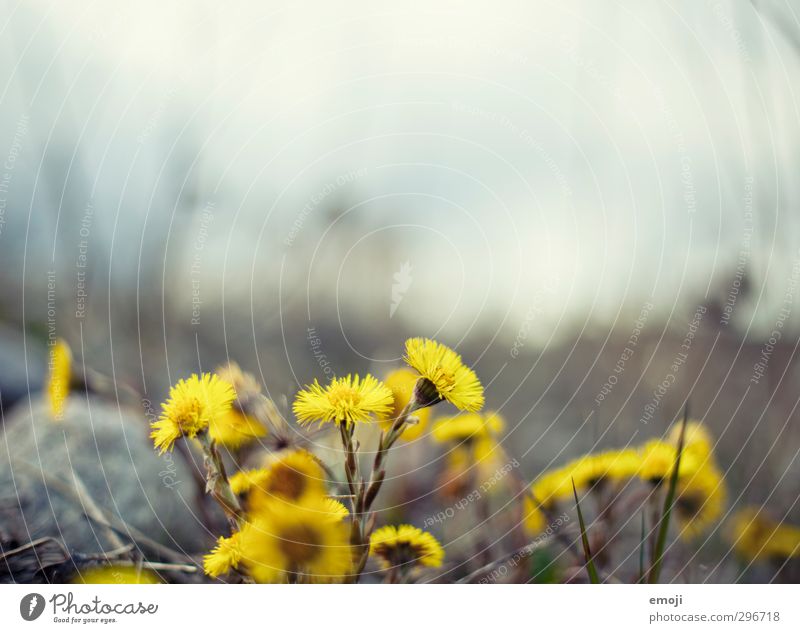 cyan Environment Nature Plant Spring Flower Natural Yellow Sow thistle flowers Colour photo Exterior shot Close-up Macro (Extreme close-up) Deserted