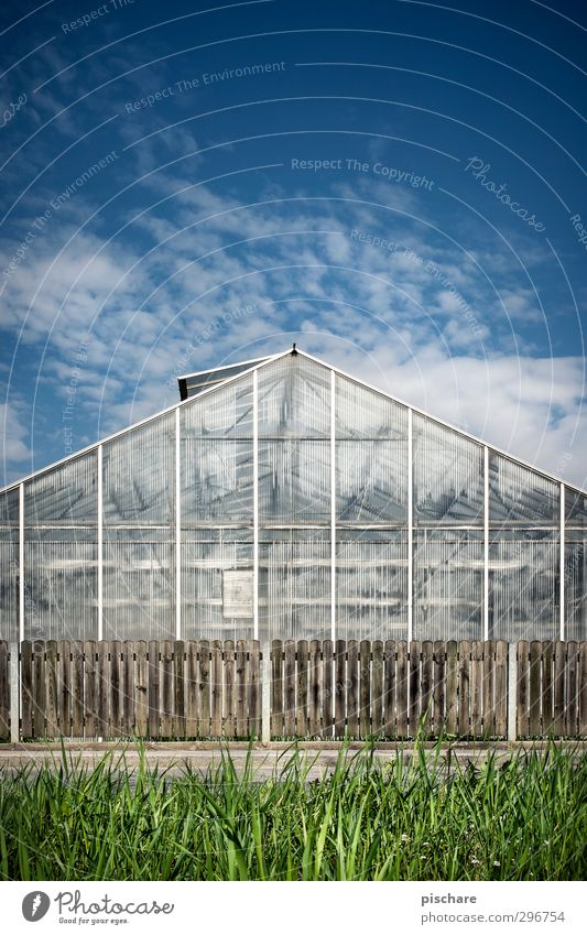 who is sitting in the greenhouse... Sky Spring Beautiful weather Grass Garden Blue Green Growth Greenhouse Wooden fence Colour photo Exterior shot Deserted Day