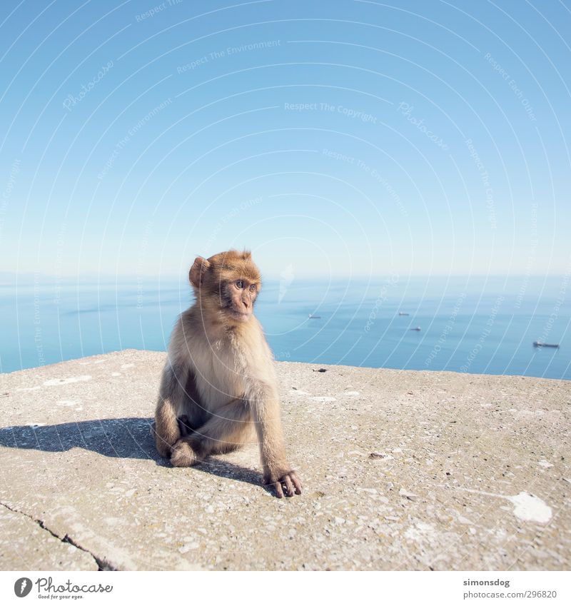 monkey Water Sky - a Royalty Free Stock Photo from Photocase