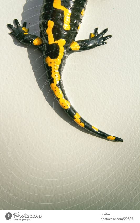 All's well - all's well Wild animal Salamander Urodeles Tails Hind leg 1 Animal Illuminate Esthetic Positive Beautiful Yellow Black Love of animals Creativity