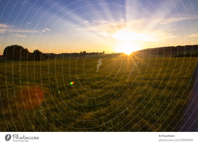 Sunset Nature Landscape Sunrise Summer Beautiful weather Grass Meadow Field Forest Free Happiness Hope Horizon Idyll Pasture Evening sun Austria Agriculture