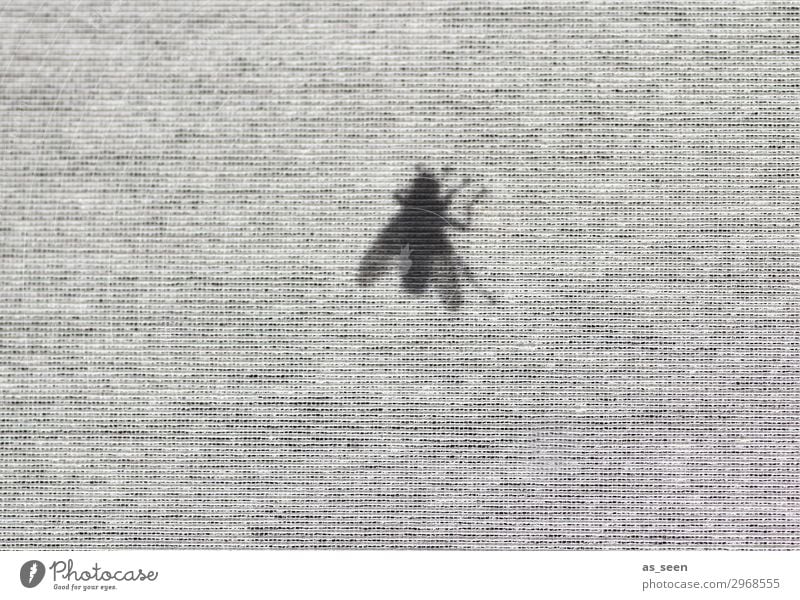 The Fly Window Curtain Roller blind Nature Animal Summer Insect 1 Flying Crawl Authentic Threat Dark Disgust Brash Small Gray Black White Emotions Boredom