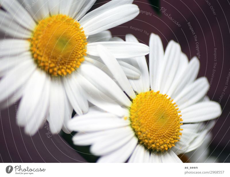 Two daisies Lifestyle Design Wellness Harmonious Summer Nature Plant Spring Flower Blossom Daisy Blossom leave Stamen Pollen Blossoming Illuminate Authentic