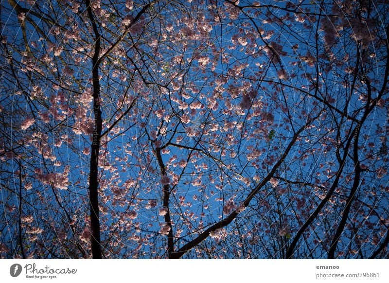 spring bloom Nature Landscape Plant Sky Spring Weather Tree Blossom Park Growth Natural Beautiful Blue Pink Cherry blossom Branch Treetop Sky blue Colour photo