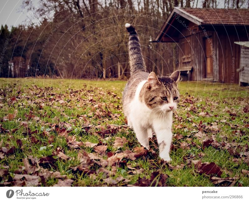 chakita Nature Landscape Spring Grass Meadow Forest Hill Deserted Hut Pet Cat 1 Animal Spring fever Brave Warm-heartedness Friendship Love of animals Curiosity