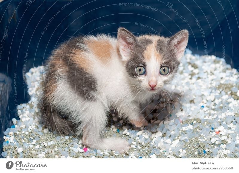 Little cat playing on the home Joy Beautiful Playing Baby Infancy Nature Animal Fur coat Pet Cat Sit Small Funny Cute Soft Gray Red White Kitten Domestic furry