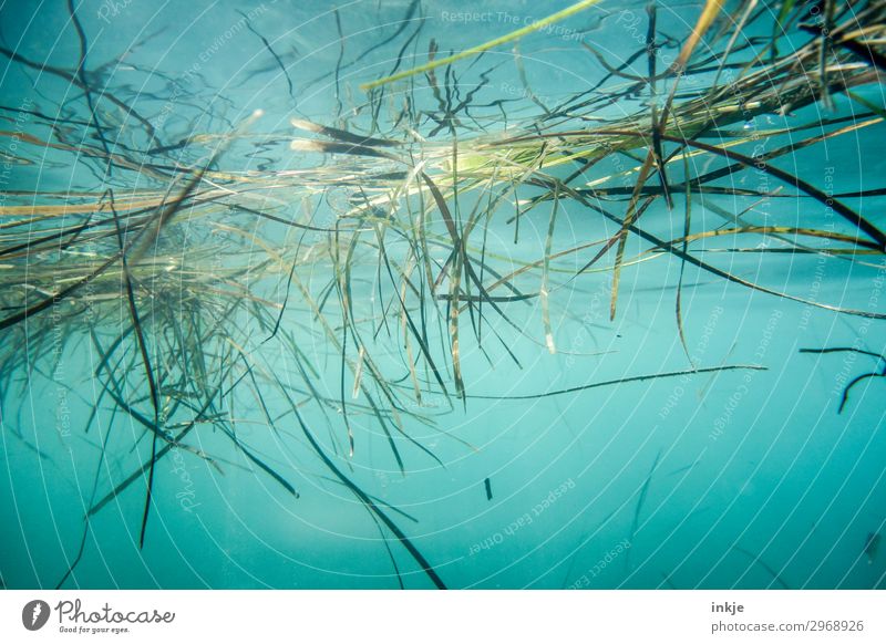 seaweed Nature Plant Water Summer Beautiful weather Grass Seaweed Ocean Surface of water Authentic Natural Blue Green Sea water Underwater photo