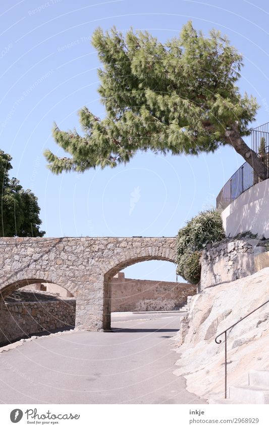 Corsica Summer Beautiful weather Tree Deserted Street Tunnel Bridge Archway Arched bridge Growth Large Bright Natural Blue Gray Green Above Colour photo
