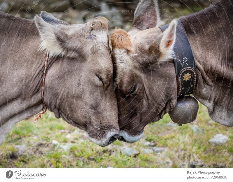 cowardly love Animal - a Royalty Free Stock Photo from Photocase