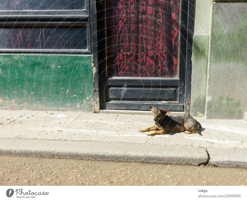 Cuban street dog Deserted Wall (barrier) Wall (building) Facade Window Door Street Sidewalk Animal Pet Dog Street dog 1 Drape Old Authentic Dirty Simple Broken
