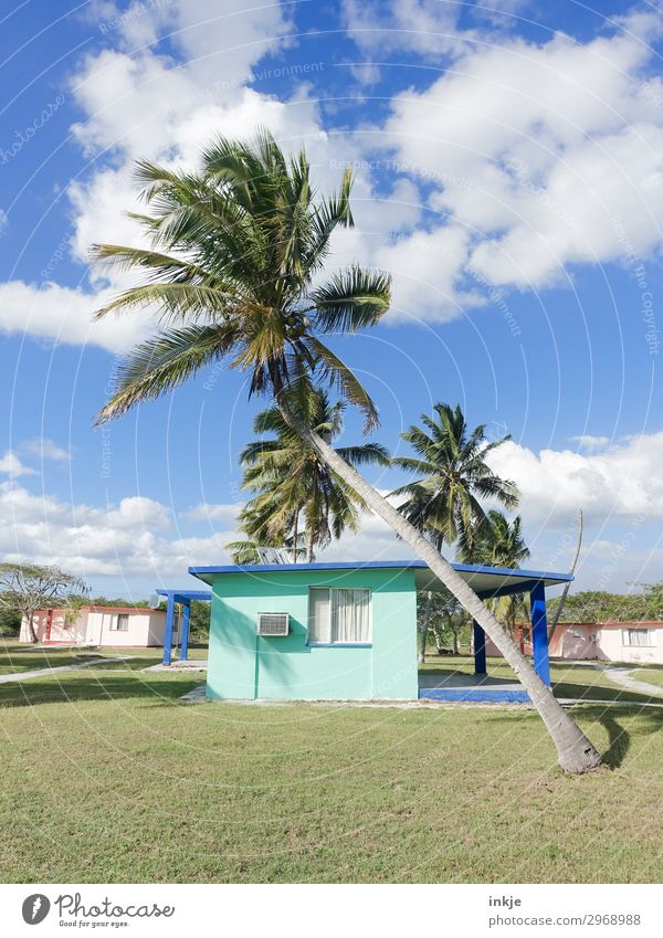 Cuban palm Sky Summer Beautiful weather Palm tree Meadow Deserted House (Residential Structure) Vacation home Authentic Simple Blue Green Colour photo