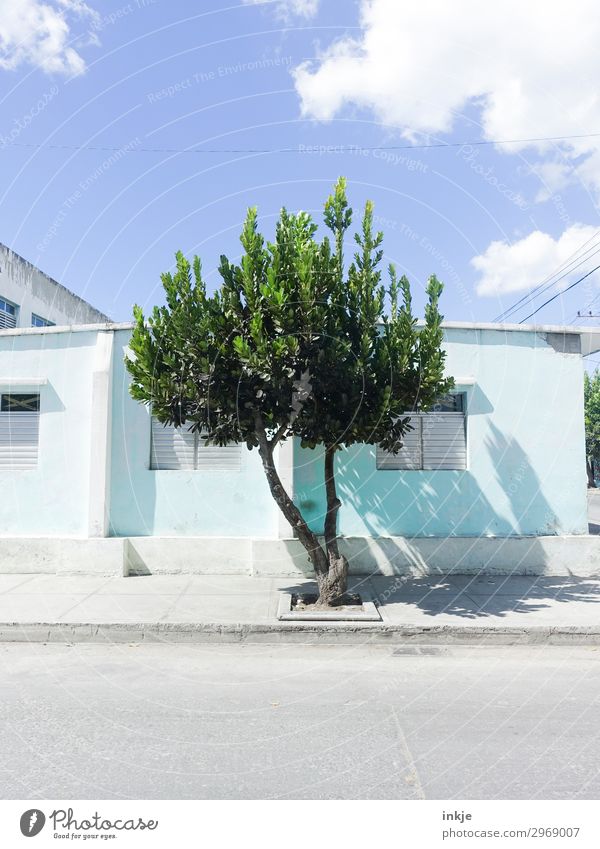 Cuban tree Sky Summer Beautiful weather Tree Deserted House (Residential Structure) Street Sidewalk Authentic Simple Natural Blue Green Colour photo