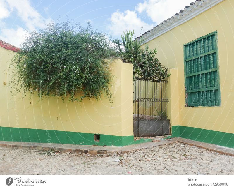 Cuban backyard Summer Plant Tree Bushes Village Deserted House (Residential Structure) Places Wall (barrier) Wall (building) Iron gate Gate Backyard Natural