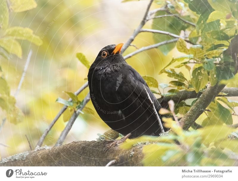 Blackbird in a tree Nature Animal Sun Sunlight Beautiful weather Tree Leaf Twigs and branches Wild animal Bird Animal face Wing Claw Feather Plumed Beak Eyes 1