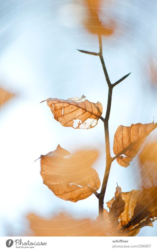 Autumn in spring Nature Plant Tree Leaf Old Deciduous tree Autumn leaves Autumnal Autumnal colours Transience Thin Drought Perforated Branch Twig