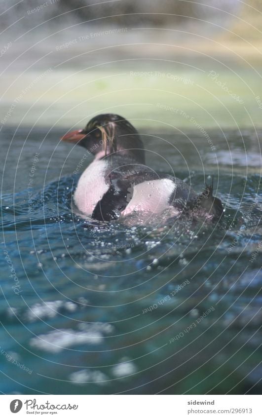 Surf's Up Elegant Swimming & Bathing Expedition Aquatics Dive Water Drops of water Waves Coast Ocean Animal Wing Zoo Aquarium Penguin 1 Rotate Glittering