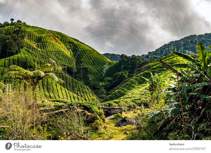 teatime once again Tea Landscape green Nature Malaya Climate protection Fantastic Climate change Gorgeous Clouds bushes Environmental protection flaked Sky tree
