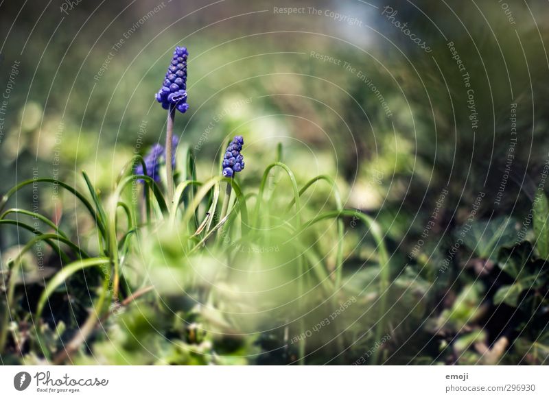 pearl Environment Nature Plant Spring Beautiful weather Flower Grass Natural Green Violet Hyacinthus Muscari Colour photo Exterior shot Close-up