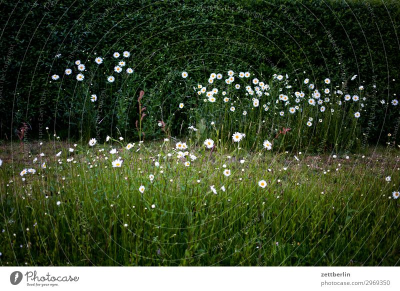 daisies Marguerite Daisy Family Flower Blossom Blossoming Meadow Hedge Plant Nature Garden Front garden Dark Mysterious Romance Deserted Copy Space